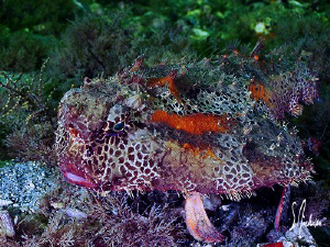 This image of a Red Lipped Batfish was taken during a div... by Steven Anderson 